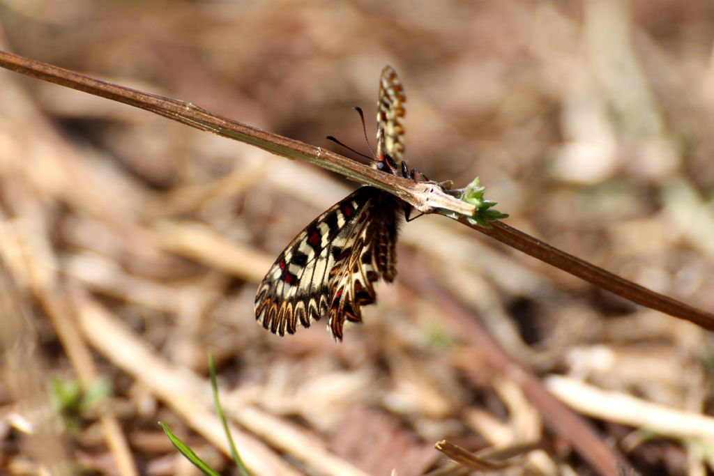 Zerynthia polyxena,  gi in volo